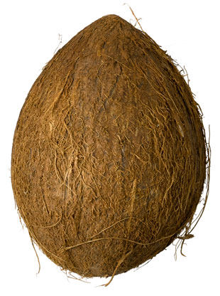 Coconut Picture Coconut Picture