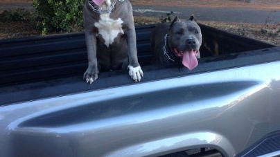 Darren McFadden’s Dogs Live the Good Life Riding around in His Classic Chevy C10