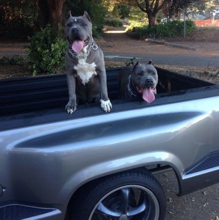 Darren McFadden’s Dogs Live the Good Life Riding around in His Classic Chevy C10